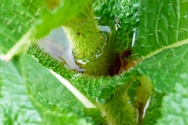 Dipsacus valsecchii / Scardaccione di Valsecchi